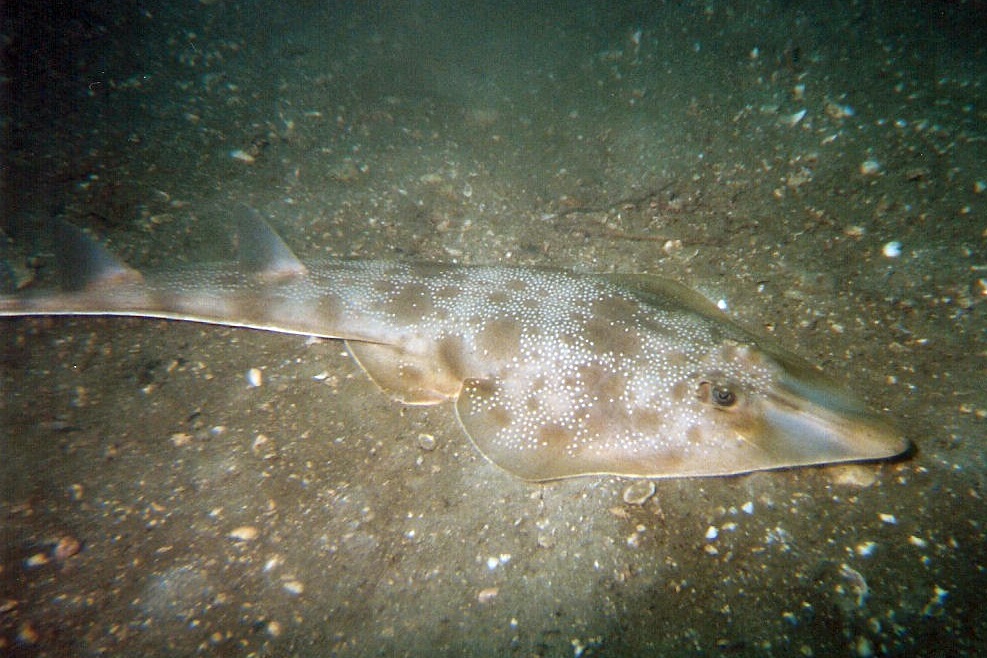 Atlantic guitarfish resting on the seabed, showing its pointed snout, flattened body and pale spotted markings