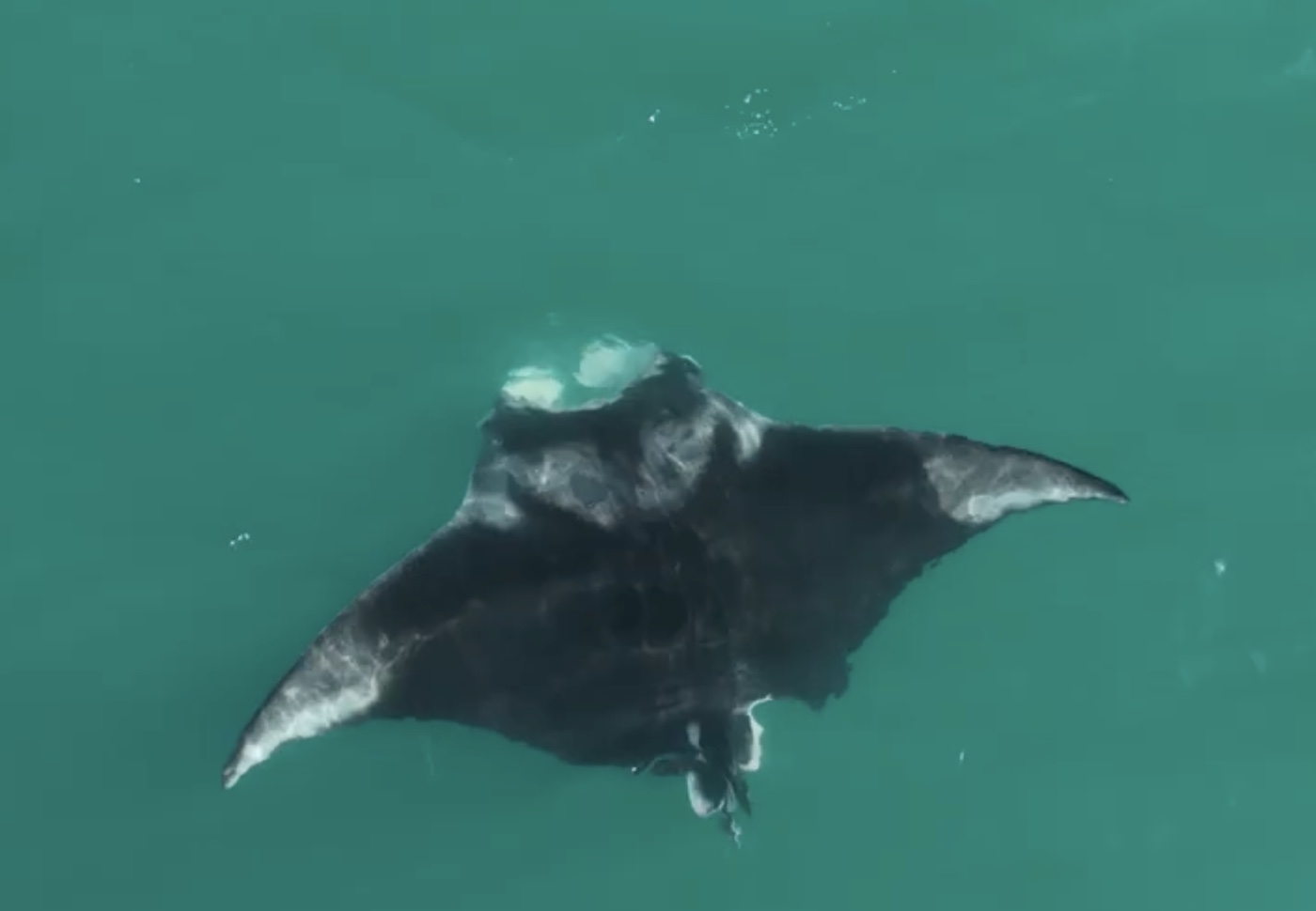 A manta ray with pale markings moving through teal water, filmed by Brad